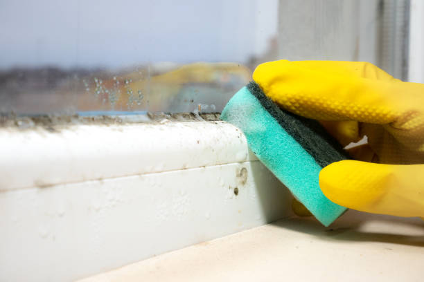 Best Basement Mold Remediation in San Marino, CA