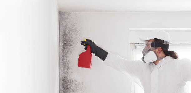 Best Industrial Mold Remediation in San Marino, CA