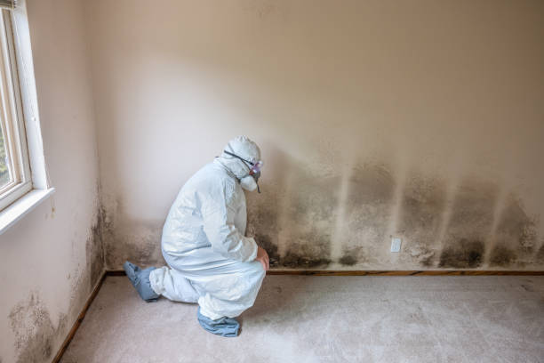 Best Post-Flood Mold Remediation in San Marino, CA