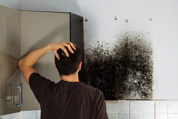 Best Insurance-Related Mold Remediation in San Marino, CA